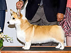 GCH Smithshire's Clear Red Celyn